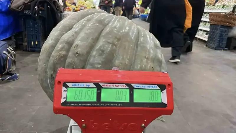 Sivas’ta Eşsiz Dev Bal Kabağı Görücüye Çıktı