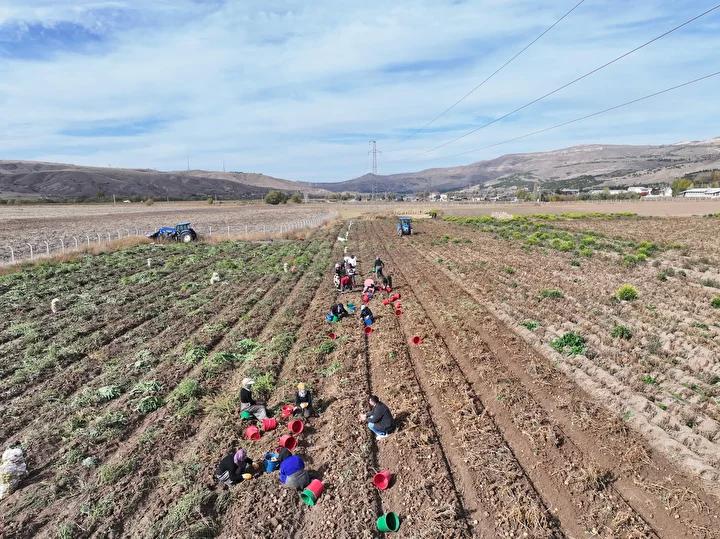 Sivas'ta Patates Çeşitleri Üzerinde Yürütülen Yenilikçi Adaptasyon Çalışmaları 2 Patates Çeşitlerinin Sivas'taki Adaptasyon Çalışmaları