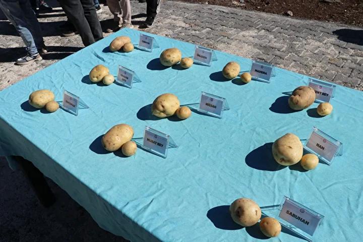 Sivas'ta Patates Çeşitleri Üzerinde Yürütülen Yenilikçi Adaptasyon Çalışmaları 3 Patates Yetiştiriciliğinde Yenilik ve Gelecek Planları