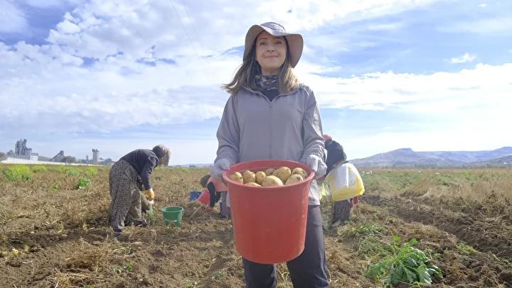 Sivas'ta Patates Çeşitleri Üzerinde Yürütülen Yenilikçi Adaptasyon Çalışmaları 4 Patates Yetiştiriciliğinde Yenilik ve Gelecek Planları
