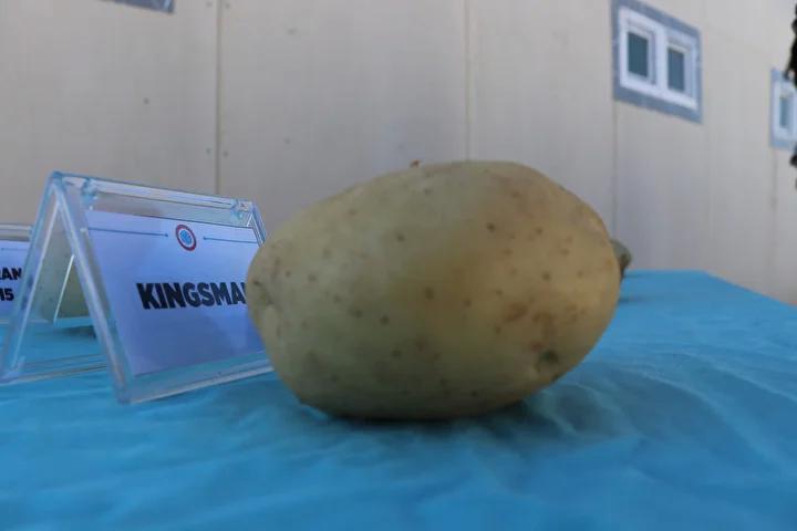 Sivas'ta Patates Çeşitleri Üzerinde Yürütülen Yenilikçi Adaptasyon Çalışmaları 5 Sivas'ta Patates Çeşitleri Üzerinde Yürütülen Yenilikçi Adaptasyon Çalışmaları