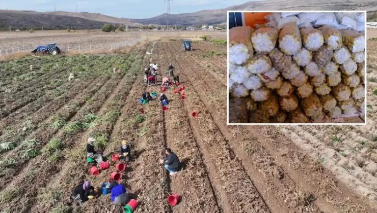 Sivas’ta Patates Çeşitleri Üzerinde Yürütülen Yenilikçi Adaptasyon Çalışmaları