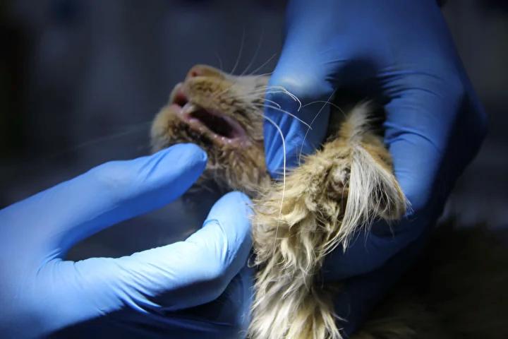 FIV ve İnsanlarla Karşılaştırması