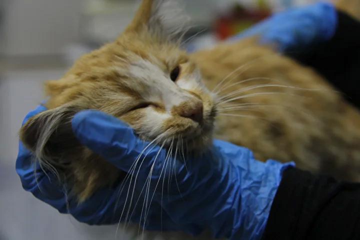 FIV ve İnsanlarla Karşılaştırması