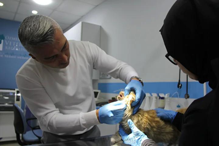 Sokakta Bulunan Kedi Kasım’ın Gizemli Hastalığı ve Mücadelesi