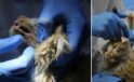 Sokakta Bulunan Kedi Kasım’ın Gizemli Hastalığı ve Mücadelesi