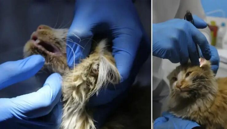 Sokakta Bulunan Kedi Kasım’ın Gizemli Hastalığı ve Mücadelesi