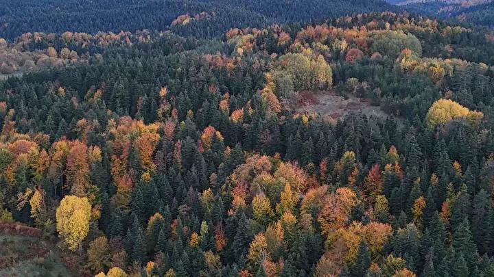 Sonbaharda Sinop'un Renkli Orman Manzaraları ve Doğa Tutkunlarına Davet