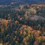 Sonbaharda Sinop8217un Renkli Orman Manzaralari ve Doga Tutkunlarina Davet