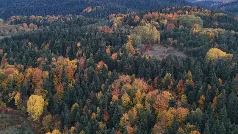 Sonbaharda Sinop8217un Renkli Orman Manzaralari ve Doga Tutkunlarina Davet