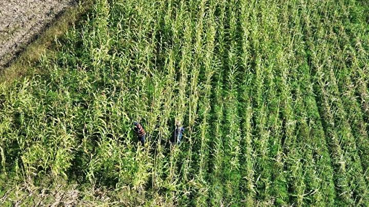 Tepekoy Kadin Girisimci Devrimi Seker Kamisi Pekmezi Uretiminde Destek ve Tepekoy Kadin Girisimci Devrimi Seker Kamisi Pekmezi Uretiminde Destek ve Basari Hikayesi