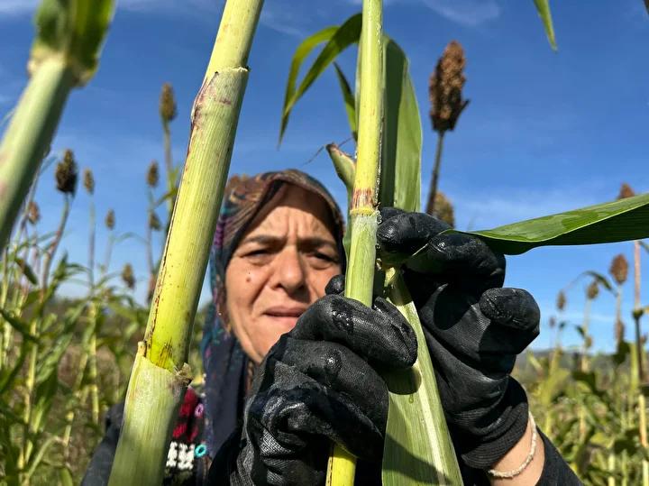 Tepekoy Kadin Girisimci Devrimi Seker Kamisi Pekmezi Uretiminde Destek ve Tepekoy Kadin Girisimci Devrimi Seker Kamisi Pekmezi Uretiminde Destek ve Basari Hikayesi