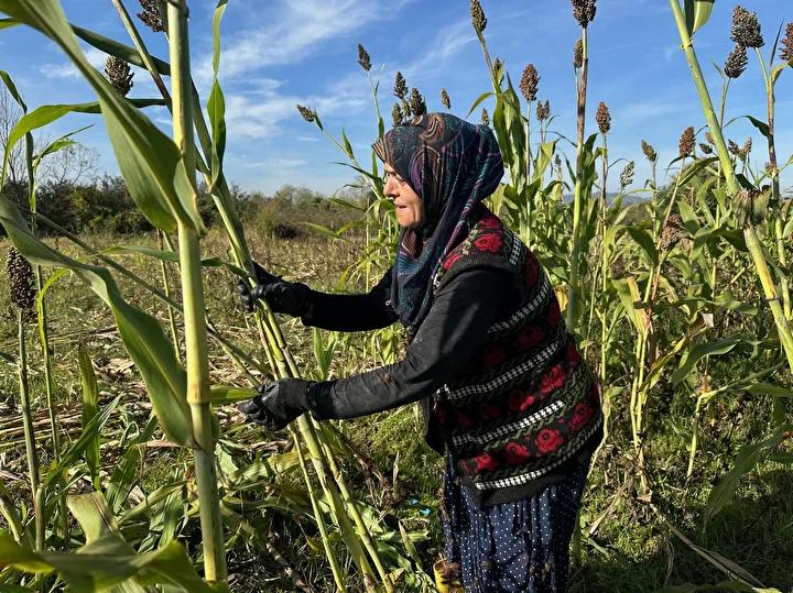 Tepekoy Kadin Girisimci Devrimi Seker Kamisi Pekmezi Uretiminde Destek ve Tepekoy Kadin Girisimci Devrimi Seker Kamisi Pekmezi Uretiminde Destek ve Basari Hikayesi