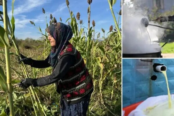 Tepeköy Kadın Girişimci Devrimi: Şeker Kamışı Pekmezi Üretiminde Destek ve Başarı Hikayesi