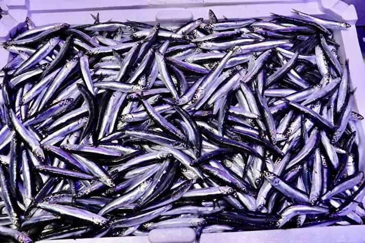 Trabzon’da Balık Pazarında Hamsi ve Diğer Balıkların Güncel Fiyatları