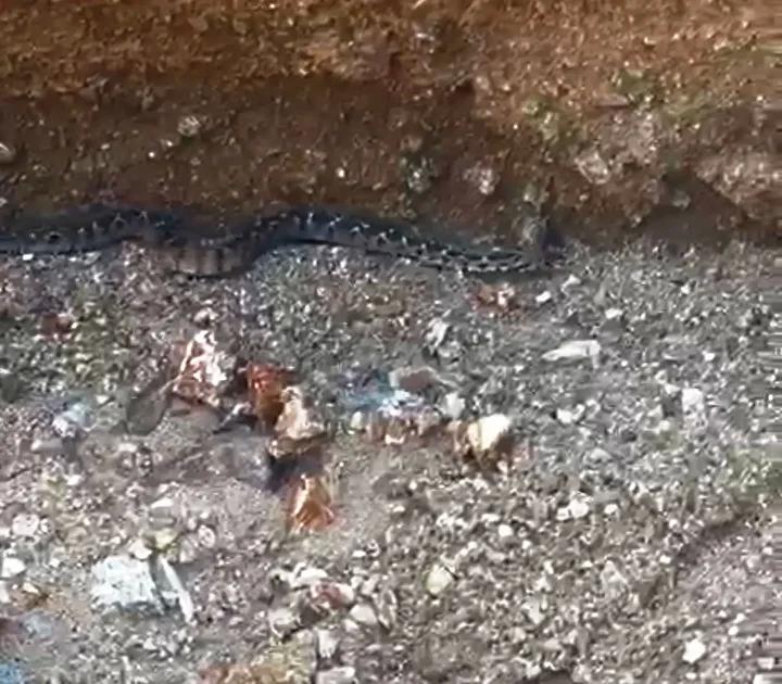 Yilan Bulusu Sonrasi Olasi Tehlikeler ve Dikkat Edilmesi Gerekenler Olasi Tehlikelere Dikkat Cekiyor