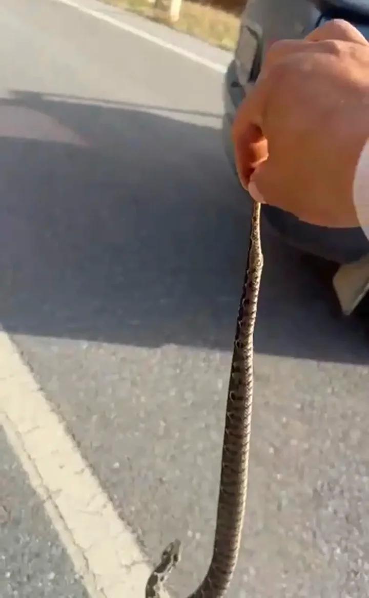 Yilan Bulusu Sonrasi Olasi Tehlikeler ve Dikkat Edilmesi Gerekenler Olasi Tehlikelere Dikkat Cekiyor