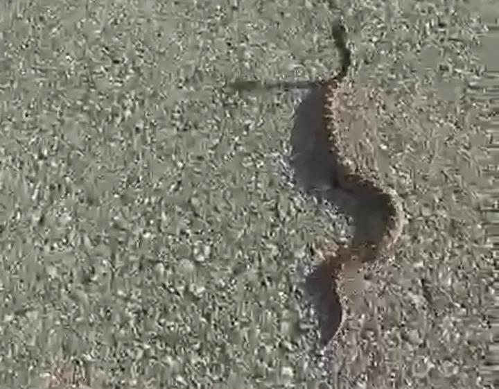 Yilan Bulusu Sonrasi Olasi Tehlikeler ve Dikkat Edilmesi Gerekenler Yilan Bulusu Sonrasi Olasi Tehlikeler ve Dikkat Edilmesi Gerekenler