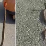 Yilan Bulusu Sonrasi Olasi Tehlikeler ve Dikkat Edilmesi Gerekenler