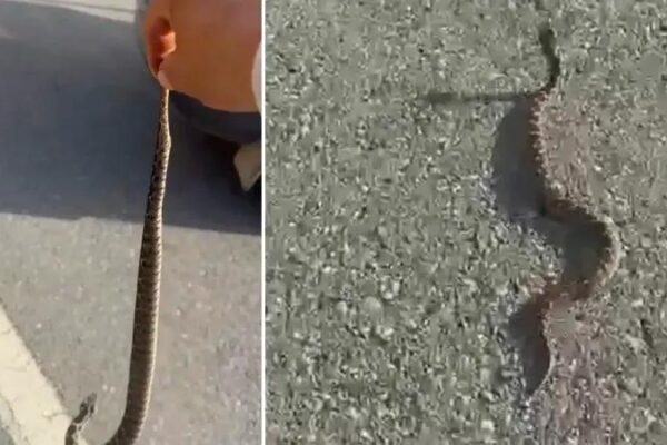 Yılan Buluşu Sonrası Olası Tehlikeler ve Dikkat Edilmesi Gerekenler