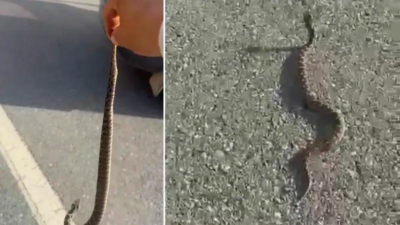 Yılan Buluşu Sonrası Olası Tehlikeler ve Dikkat Edilmesi Gerekenler