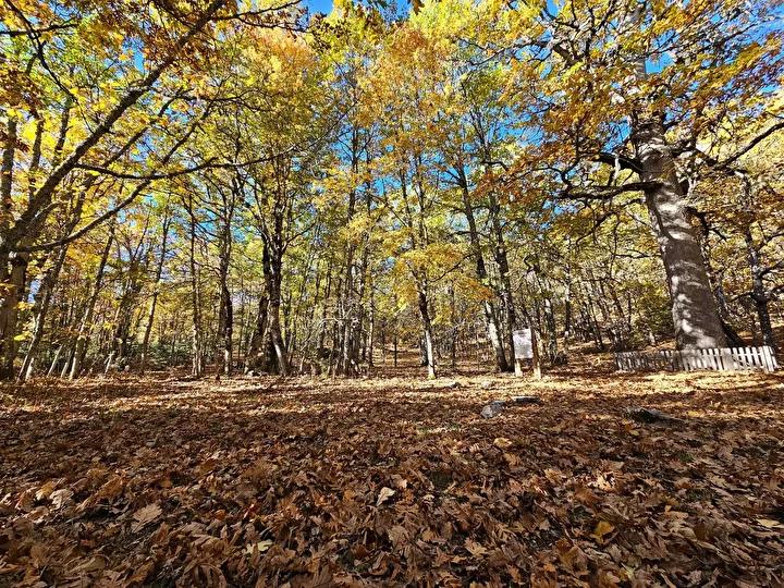 Kasnak Meşesinin Endemikliği ve Koruma Durumu
