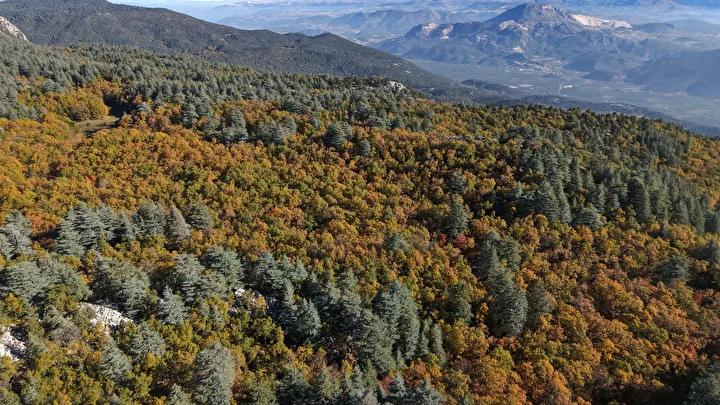 Kasnak Meşesinin Endemikliği ve Koruma Durumu
