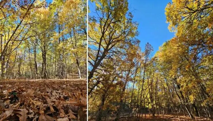 Yukarı Gökdere Kasnak Meşesi: Doğanın Nadide Cenneti