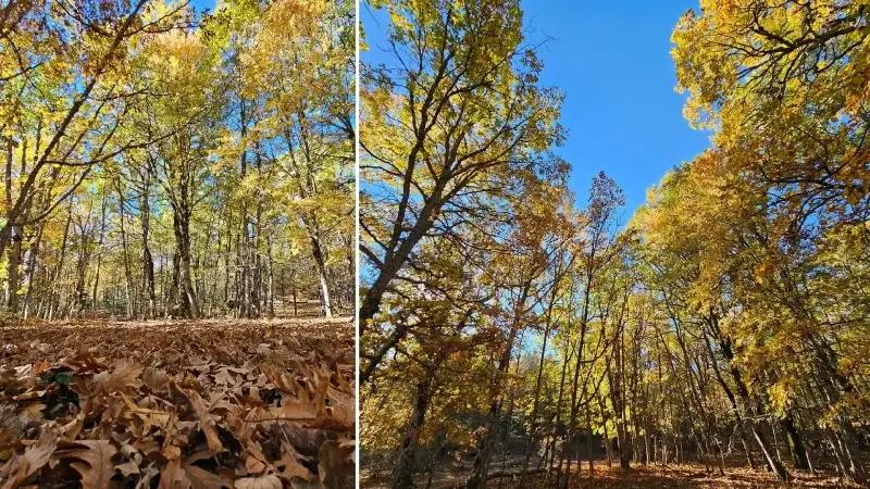 Yukarı Gökdere Kasnak Meşesi: Doğanın Nadide Cenneti