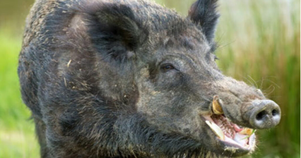 Kanlı Av: Domuz, Avcıyı Öldürdü!