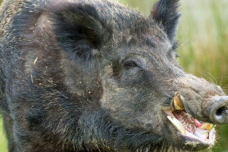 Kanlı Av: Domuz, Avcıyı Öldürdü!