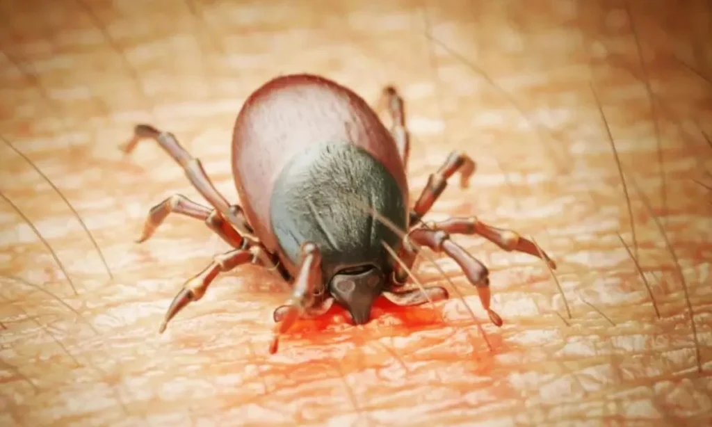 Baharın Gelişiyle Kene Alarmı: Açık Hava Çalışanları İçin Hayati Uyarılar