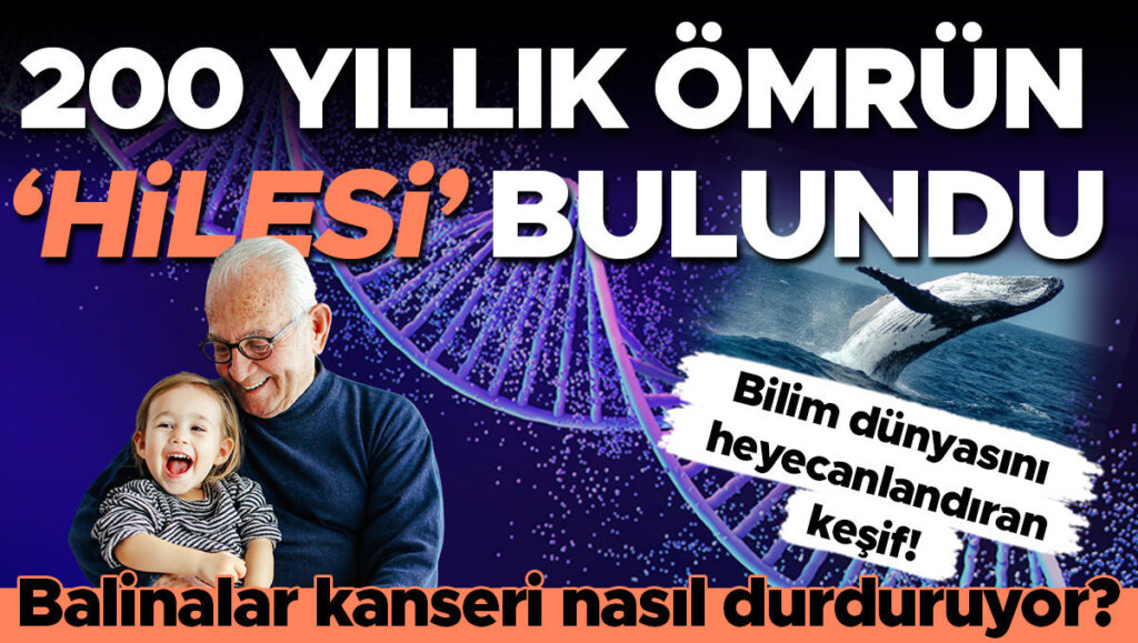 Balinaların Genetik Sırrı İnsan Ömrünü Uzatabilir mi?