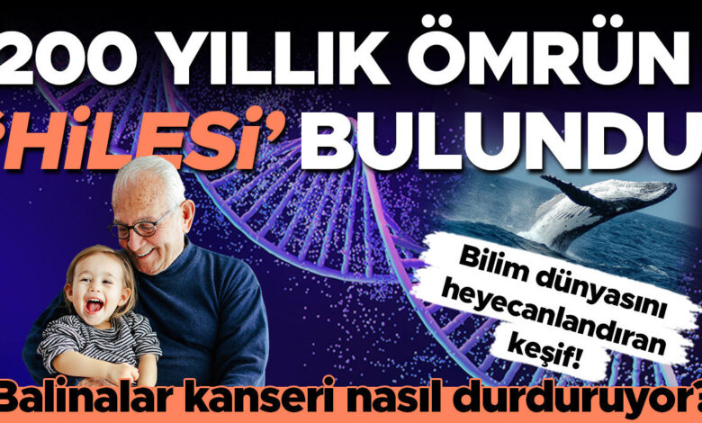 Balinaların Genetik Sırrı İnsan Ömrünü Uzatabilir mi?