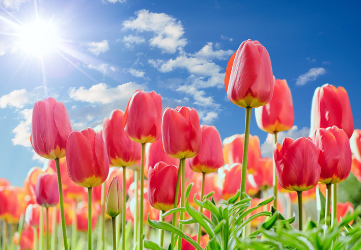 İstanbul'un Kalbi Lale Festivaliyle Atacak: 2026 Tarihleri ve Mekanları Belli Oldu